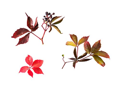 nature, season, autumn and botany concept - autumn grape leaves and vine bunch with berries