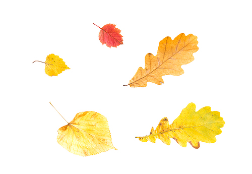 nature, season, autumn and botany concept - set of different fallen autumn leaves