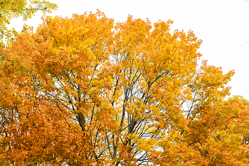 autumn, season and nature concept - close up of maple tree outdoors