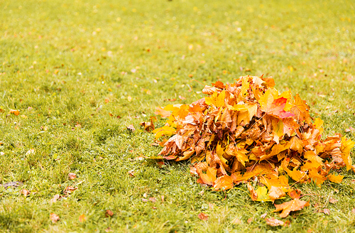 autumn, season and nature concept - heap of fallen maple leaves on grass