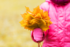 autumn, childhood, season and people concept - close up of little girl hand holding maple leaves bunch outdoors