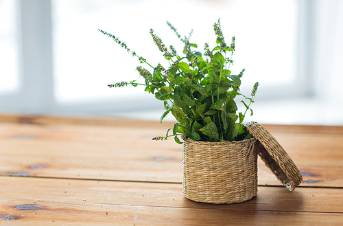 botany, summer, gardening and herbs concept - close up of fresh melissa in wicker basket on wooden table