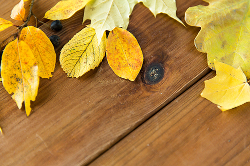 nature, season, advertisement and decor concept - close up of many different fallen autumn leaves on wooden board