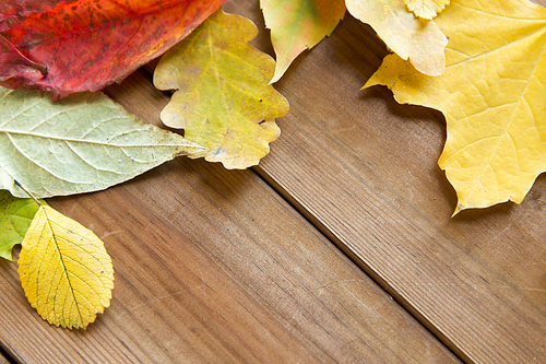 nature, season, advertisement and decor concept - close up of many different fallen autumn leaves on wooden board