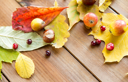 nature, season, autumn and botany concept - close up of autumn leaves, fruits and berries on wooden table