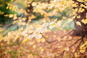 season, nature and environment concept - autumn tree branch in forest