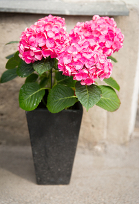 gardening, flowers, decoration and flora concept - beautiful pink hydrangea flowers in pot outdoors