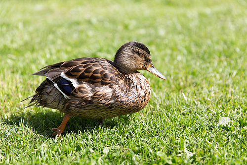 nature, ornithology and birds concept - duck walking on green summer meadow