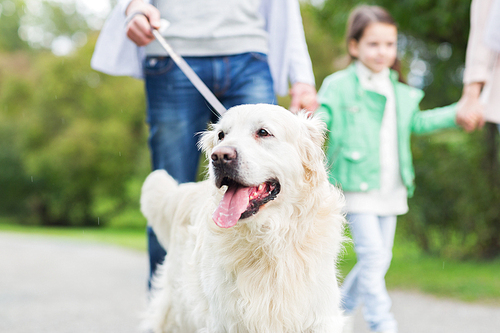 family, pet, domestic animal and people concept - close up of family with labrador retriever dog on walk in park