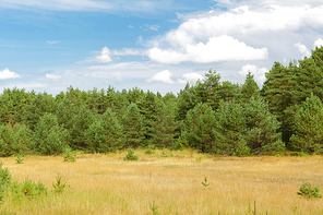 nature, season and environment concept - summer spruce forest and field