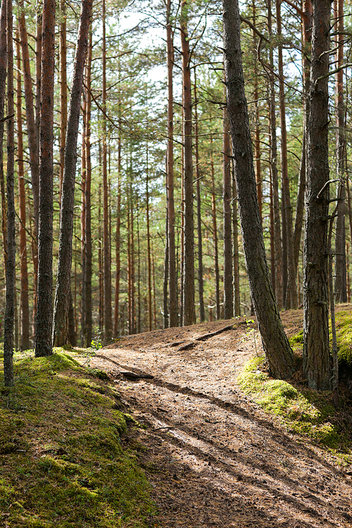 nature, season and environment concept - summer pine forest and path