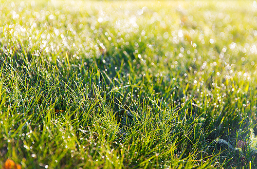 nature, season and environment concept - close up of green grass with dew