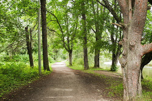 nature, season and environment concept - summer forest and path