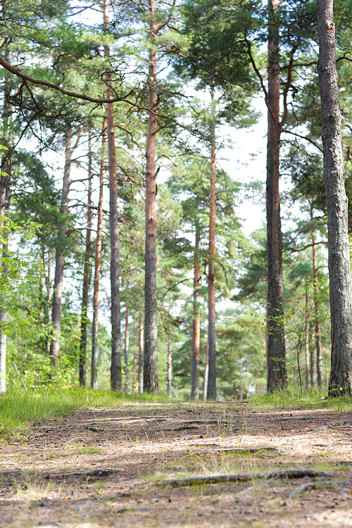 nature, season and environment concept - summer pine forest and path