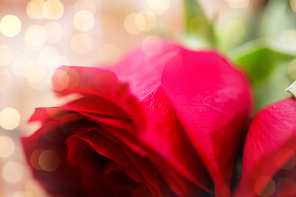 love, date, romance, valentines day and holidays concept - close up of red rose flowers