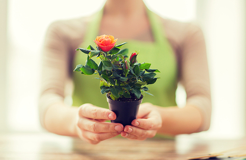 people, gardening, flowers and profession concept - close up of woman hands holding roses bush in flower pot at home