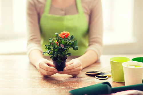 people, gardening, flowers and profession concept - close up of woman hands holding roses bush in flower pot at home