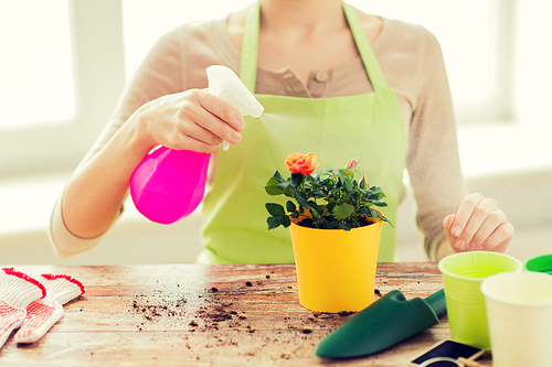 people, gardening, flower planting and profession concept - close up of woman or gardener hands spraying roses with sprayer in pot at home