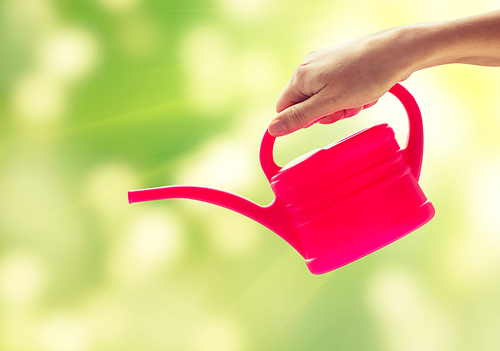 people, gardening and profession concept - close up of woman or gardener hand holding watering can over green background