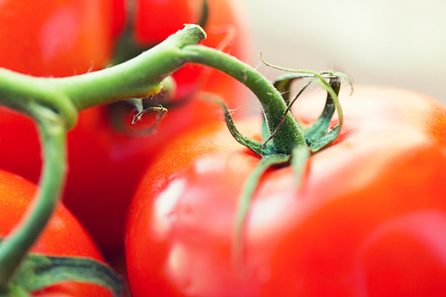 diet, vegetable food, harvest and objects concept - close up of ripe juicy red tomatoes
