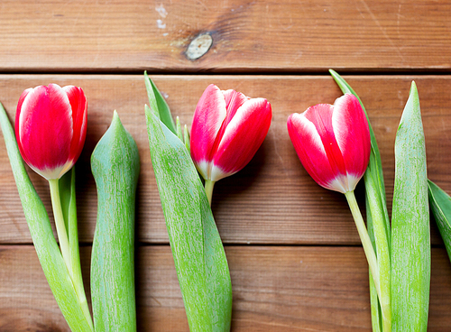 flora, gardening and plant concept - close up of red tulip flowers on wooden table