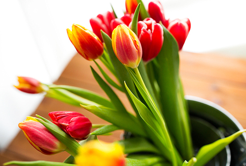 flora, spring, gardening and plant concept - close up of tulip flowers in tin bucket on wooden table at home