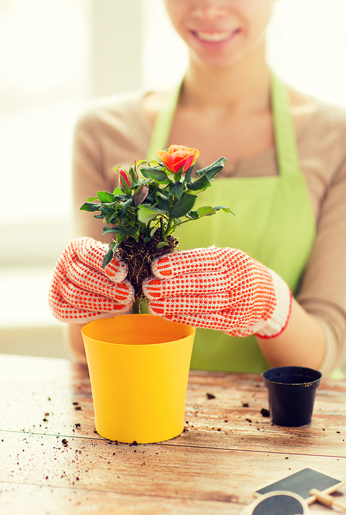 people, gardening, flower planting and profession concept - close up of woman or gardener hands planting roses to flower pot at home