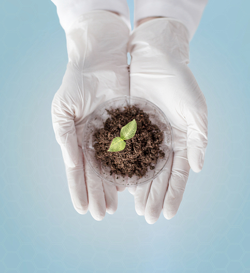 science, biology, ecology, research and people concept - close up of scientist hands holding petri dish with plant and soil sample over blue background