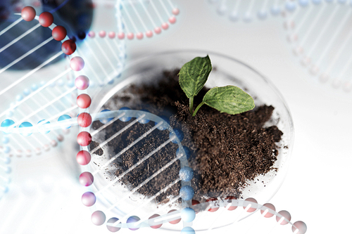 science, biology, ecology, research and green future - concept - close up of petri dish with plant and soil in bio laboratory over dna molecule structure