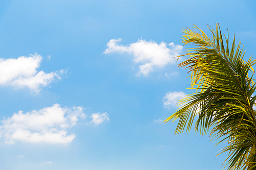 travel, tourism, vacation, nature and summer holidays concept - cocoa palm tree and blue sky