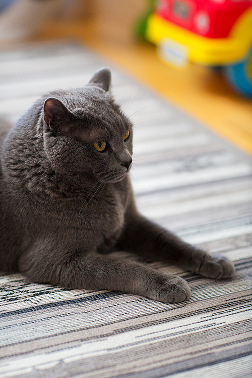 pet, breed and domestic animal concept - close up of british shorthair cat lying on carpet at home