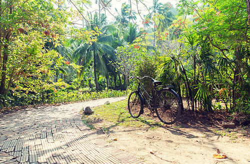 leisure, travel, tourism and nature concept - bicycle at tropical park roadway