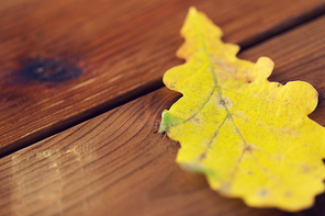 nature, season, autumn and fall concept - close up of yellow oak tree autumn leaf on wooden table