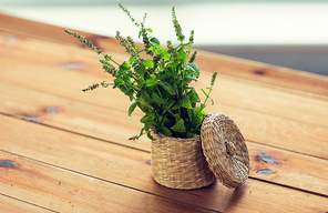 botany, summer, gardening and herbs concept - close up of fresh melissa in wicker basket on wooden table