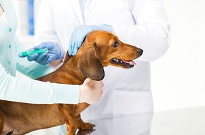 medicine, pet, animals, health care and people concept - close up of veterinarian doctor with syringe making vaccine injection to dachshund dog at vet clinic