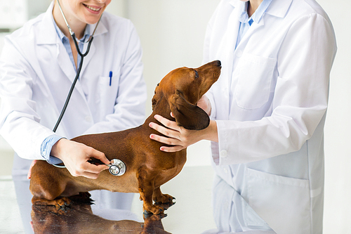 medicine, pet, animals, health care and people concept - close up of veterinarian doctor with stethoscope examining dachshund dog at vet clinic