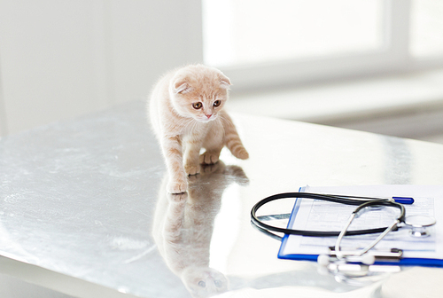 medicine, pets, animals, cats and health care concept - close up of scottish fold kitten and stethoscope with clipboard on table at vet clinic