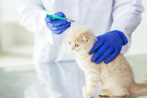 medicine, pet, animals, health care and people concept - close up of veterinarian doctor with syringe making vaccine injection to scottish fold kitten at vet clinic