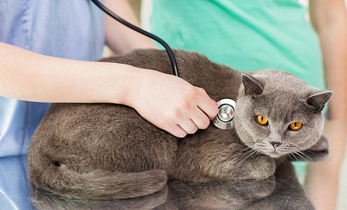 medicine, pet, animals, health care and people concept - close up of veterinarian doctor with stethoscope checking british cat up at vet clinic