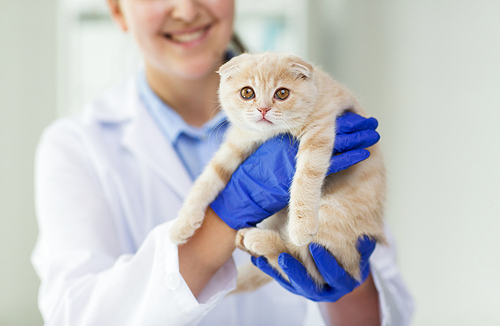 medicine, pet, animals, health care and people concept - close up of veterinarian doctor scottish fold kitten at vet clinic