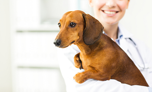 medicine, pet, animals, health care and people concept - close up of happy veterinarian or holding dachshund dog at vet clinic