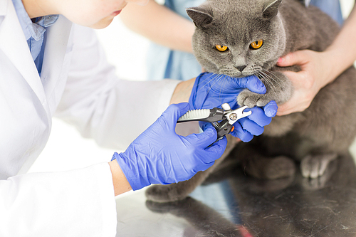 medicine, pet, animals, grooming and people concept - close up of veterinarian doctor with clipper cutting british cat nail at vet clinic