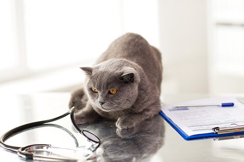 medicine, pets, animals and health care concept - close up of british cat and stethoscope with clipboard on table at vet clinic