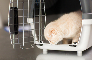 pets, animals and cats concept - close up of scottish fold kitten inside cat carrier box