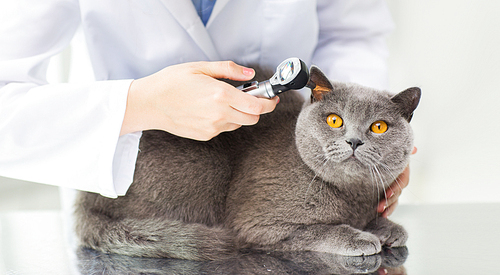 medicine, pet, animals, health care and people concept - close up of veterinarian doctor with otoscope checking up british cat ear at vet clinic