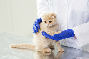 medicine, pet, animals, health care and people concept - close up of veterinarian doctor scottish fold kitten at vet clinic