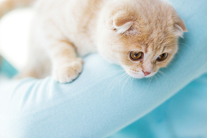 pets, animals and cats concept - close up of scottish fold kitten in owner hands