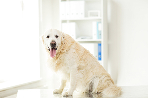 medicine, pets, animals and health care concept - close up of golden retriever dog at vet clinic
