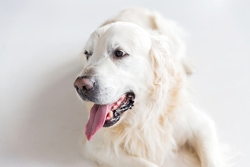 medicine, pets and animals concept - close up of golden retriever dog