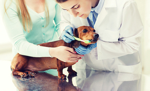 medicine, pet, animals, health care and people concept - woman with dachshund and veterinarian doctor brushing dog teeth with toothbrush at vet clinic